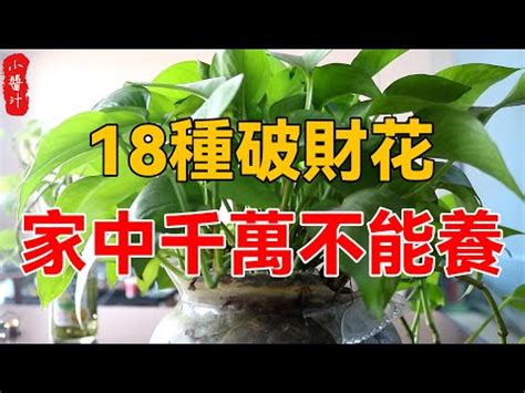 日本參樹風水|前陽台招財植物大全！15 種適合陽台的植物助你財源廣進！